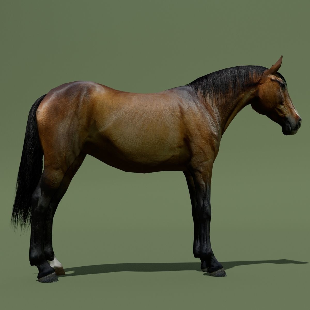 LowPoly Horses 10 colours Low-poly 3D model_25