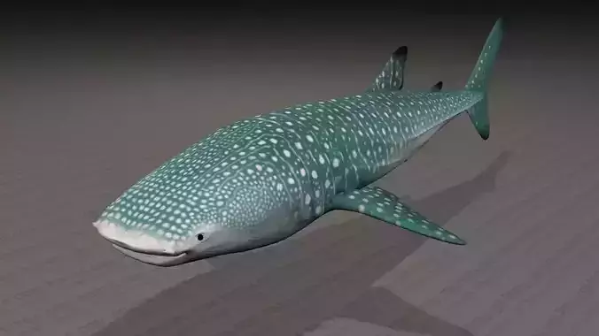 Whale Shark - Rhincodon Typus - Adult Male - Textured 