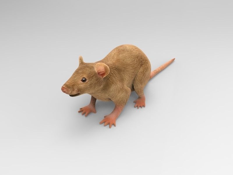 Mouse rat 3D model_9