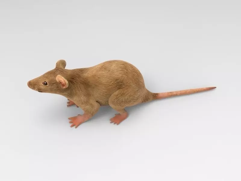 Mouse rat 3D model_0