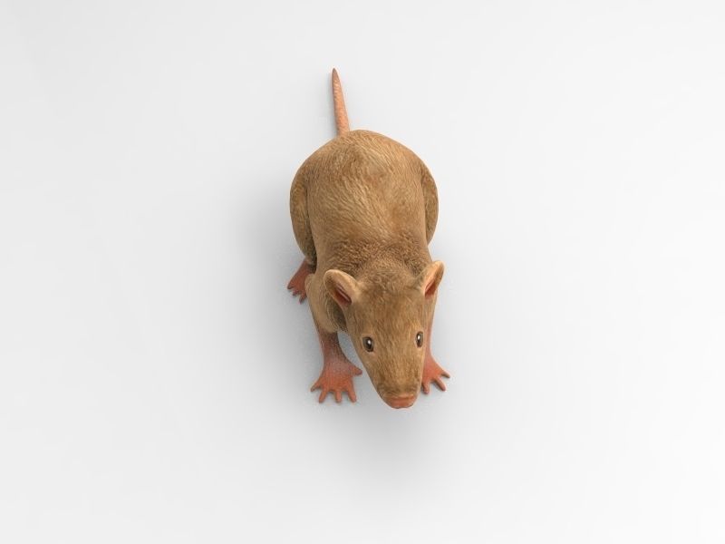 Mouse rat 3D model_8