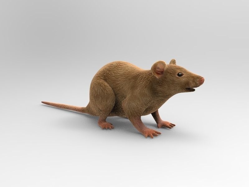 Mouse rat 3D model_7