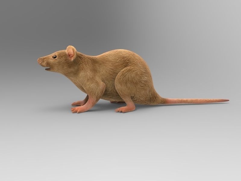 Mouse rat 3D model_10
