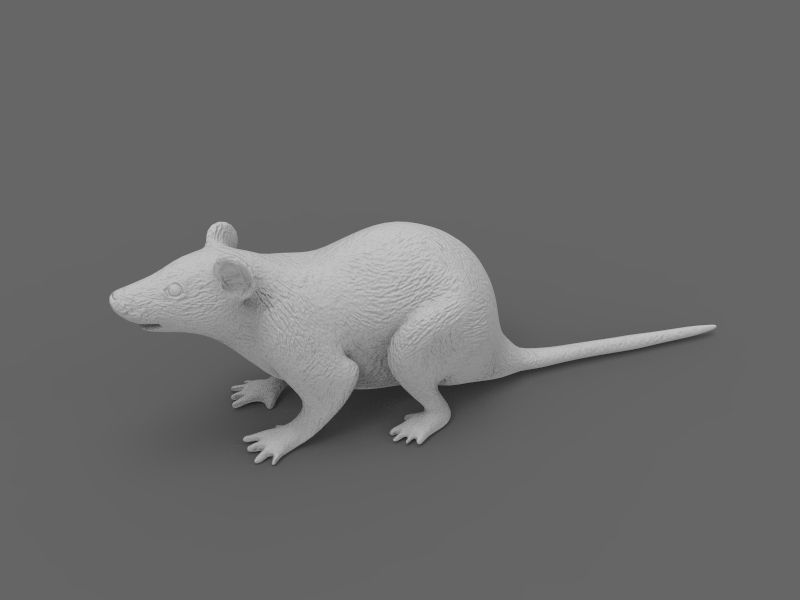 Mouse rat 3D model_11