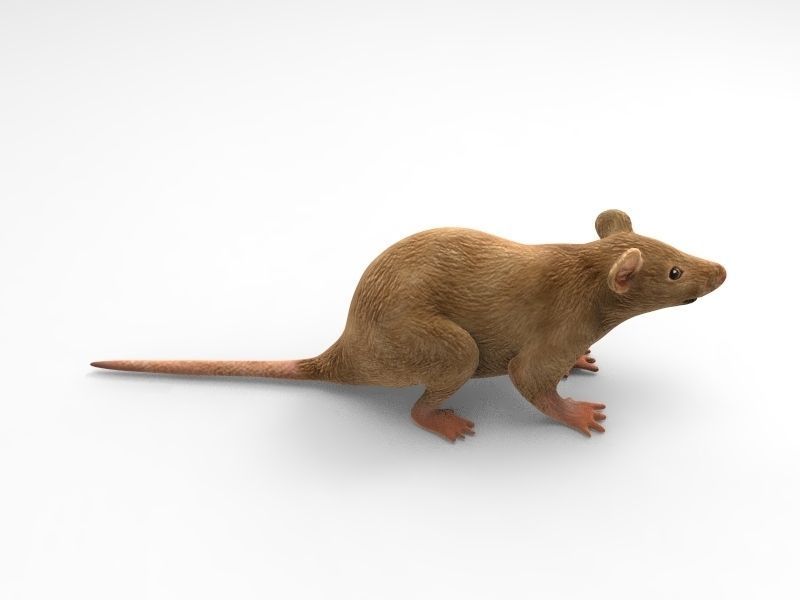 Mouse rat 3D model_6