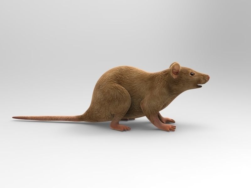 Mouse rat 3D model_5