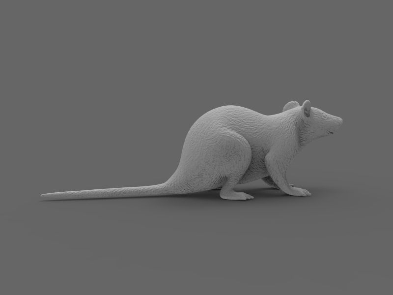 Mouse rat 3D model_13