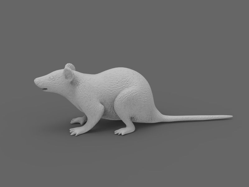Mouse rat 3D model_12