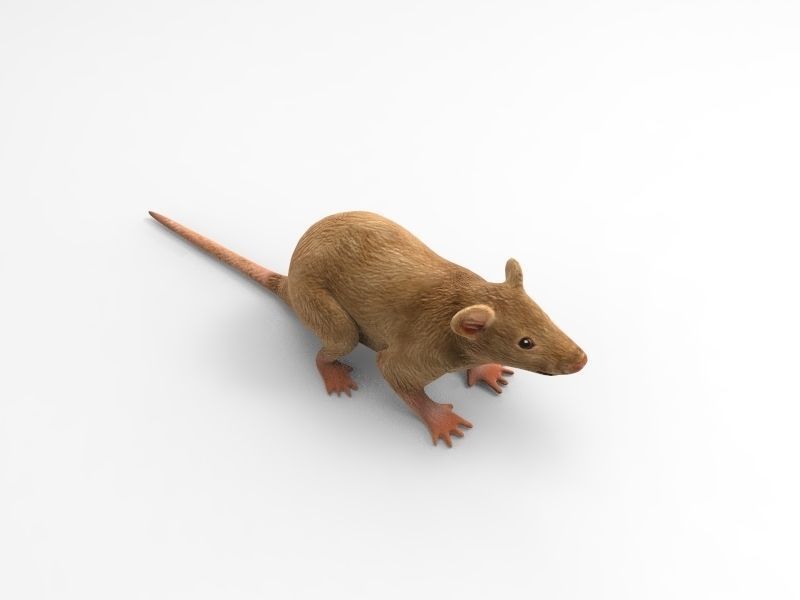 Mouse rat 3D model_3