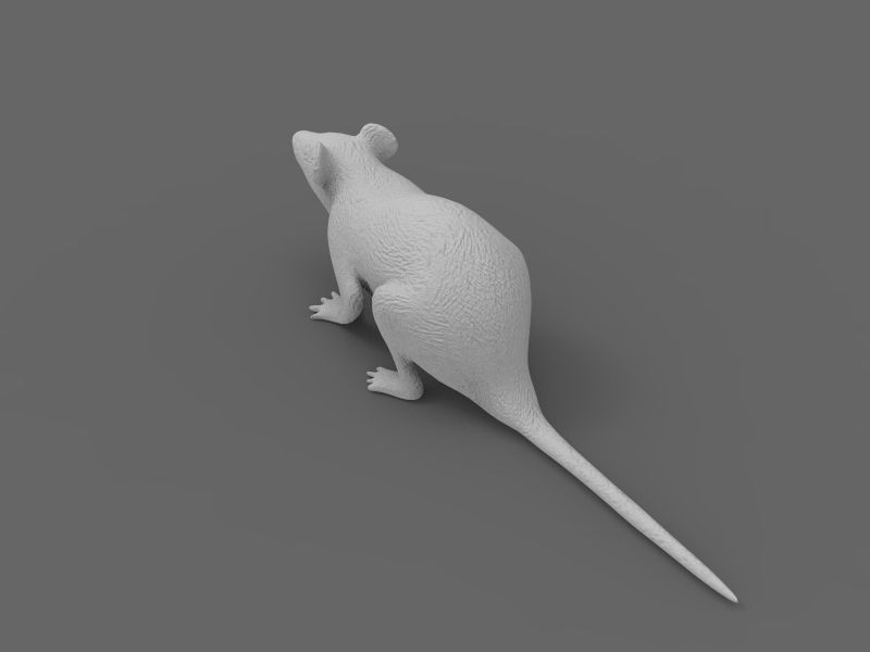 Mouse rat 3D model_14
