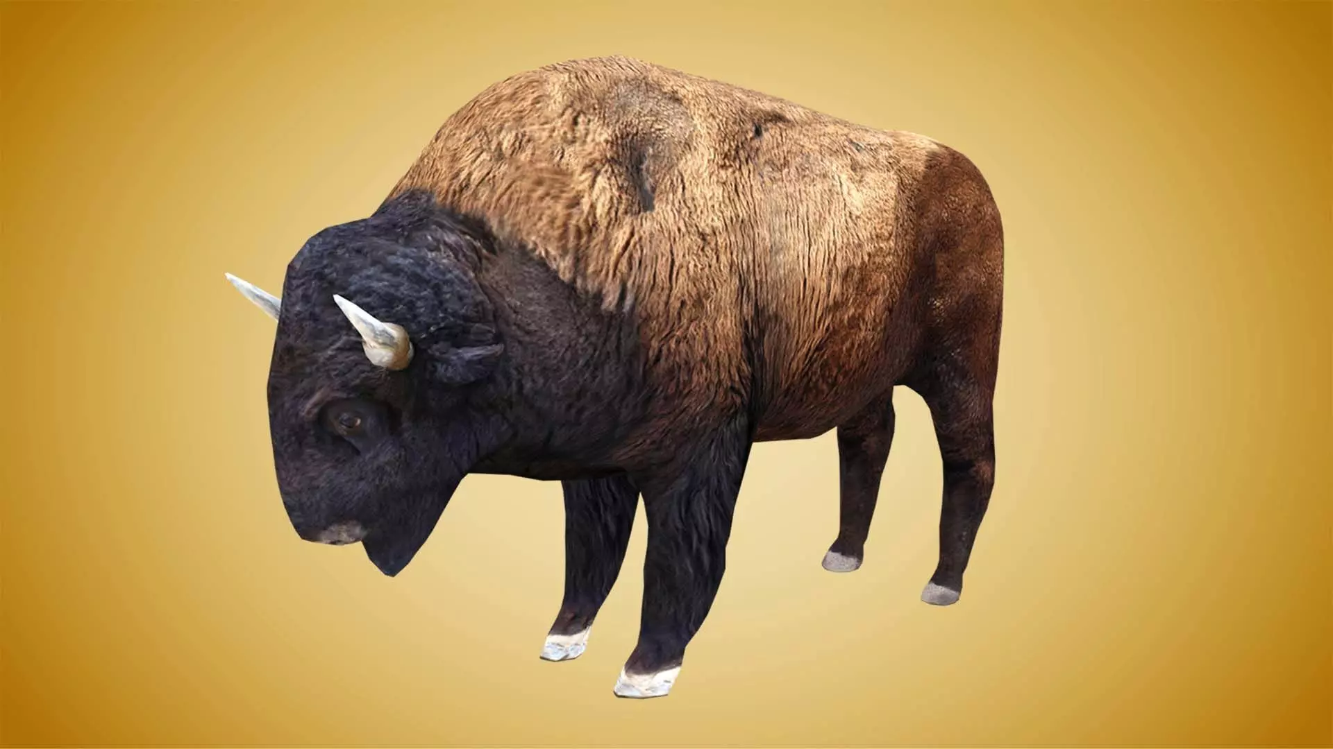American Bison Buffalo Low-poly 3D model_0