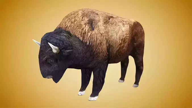 American Bison Buffalo Low-poly 3D model