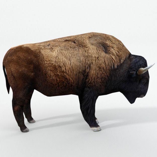 American Bison Buffalo Low-poly 3D model_4