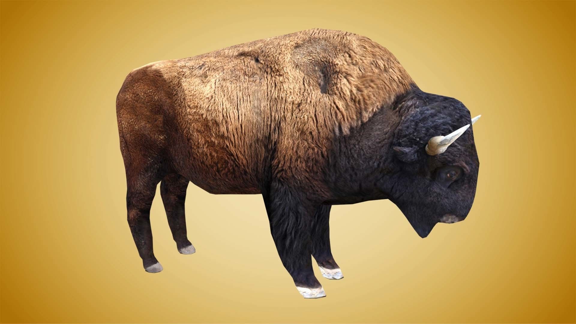 American Bison Buffalo Low-poly 3D model_1