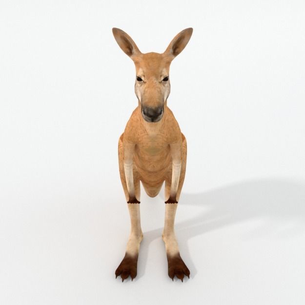 Kangaroo Low-poly 3D model_2