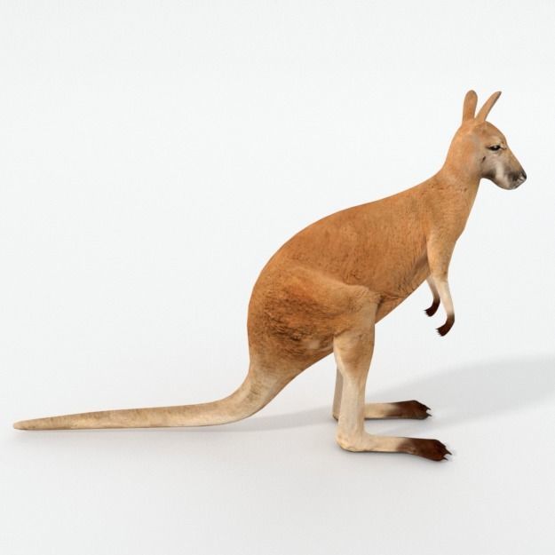 Kangaroo Low-poly 3D model_3