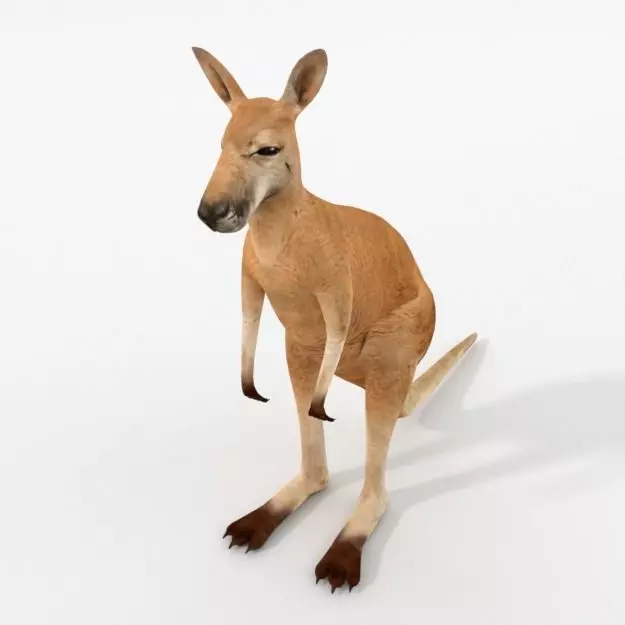 Kangaroo Low-poly 3D model_0