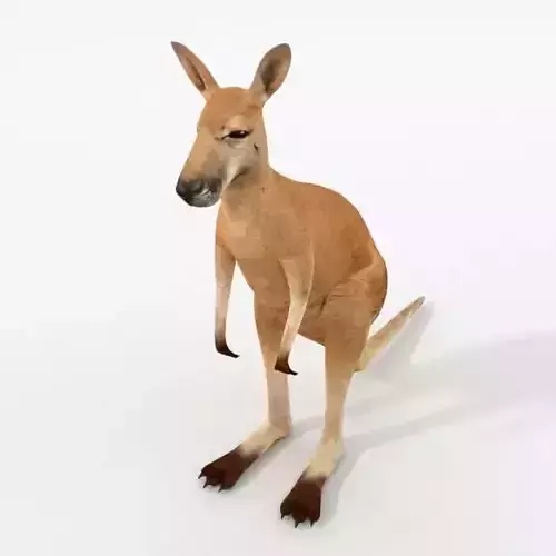 Kangaroo Low-poly 3D model