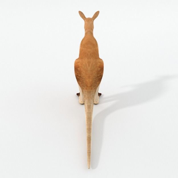 Kangaroo Low-poly 3D model_1