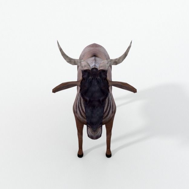 Wildebeest Gnu Low-poly 3D model_2