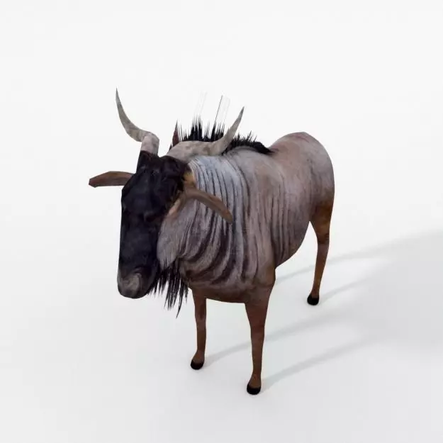 Wildebeest Gnu Low-poly 3D model_0