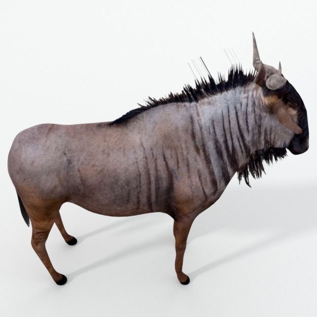 Wildebeest Gnu Low-poly 3D model_3