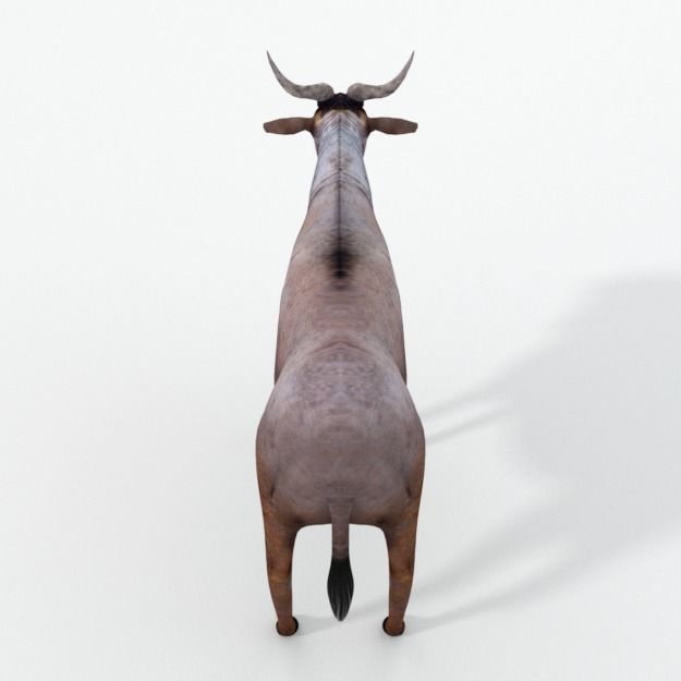 Wildebeest Gnu Low-poly 3D model_1