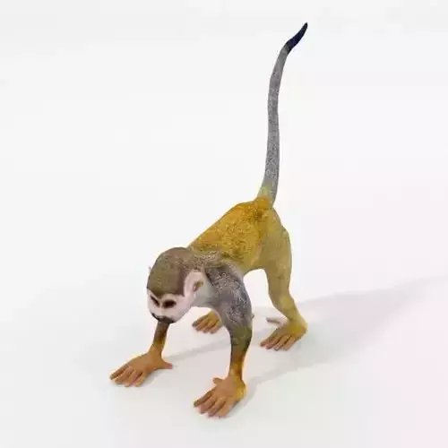 Squirrel Monkey Low-poly 3D model