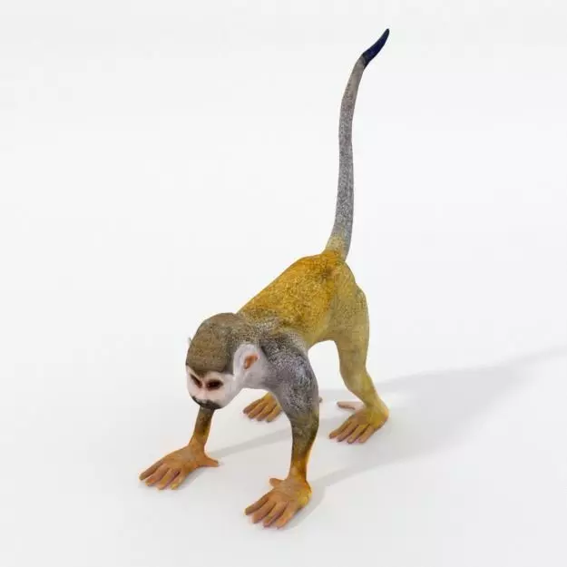 Squirrel Monkey Low-poly 3D model_0