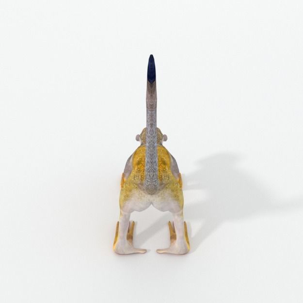 Squirrel Monkey Low-poly 3D model_1