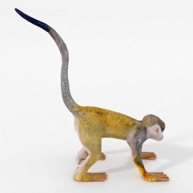 Squirrel Monkey Low-poly 3D model_3