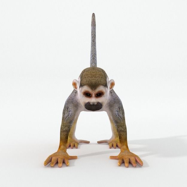 Squirrel Monkey Low-poly 3D model_2