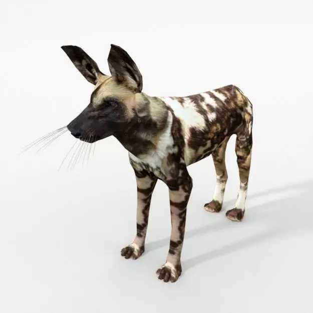 African Hunting Wild Dog Low-poly 3D model_0