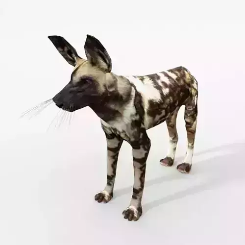 African Hunting Wild Dog Low-poly 3D model