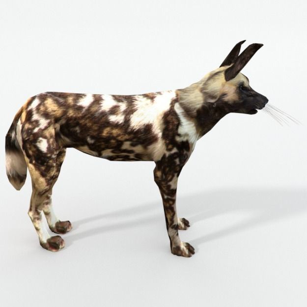 African Hunting Wild Dog Low-poly 3D model_3