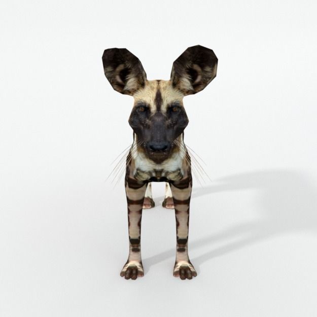 African Hunting Wild Dog Low-poly 3D model_2