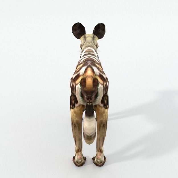 African Hunting Wild Dog Low-poly 3D model_1
