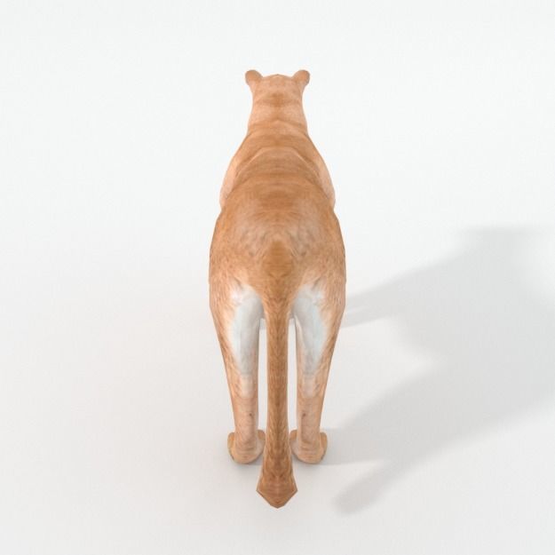 Cougar panther Low-poly 3D model_1