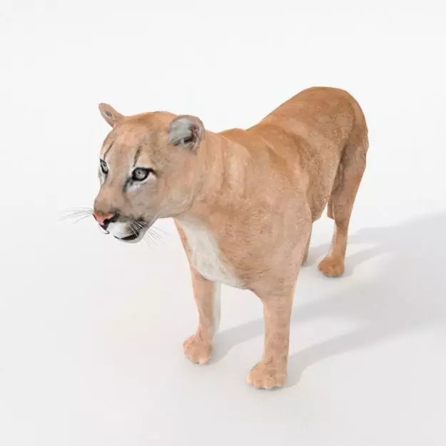 Cougar panther Low-poly 3D model_0