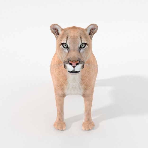 Cougar panther Low-poly 3D model_2