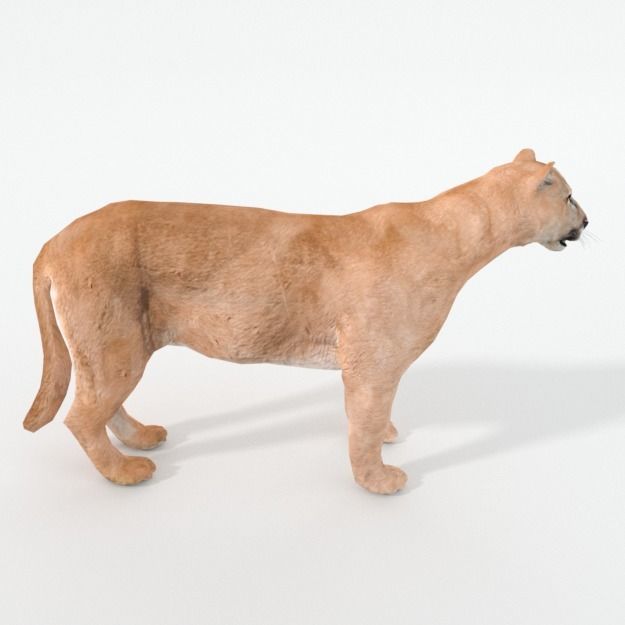 Cougar panther Low-poly 3D model_3