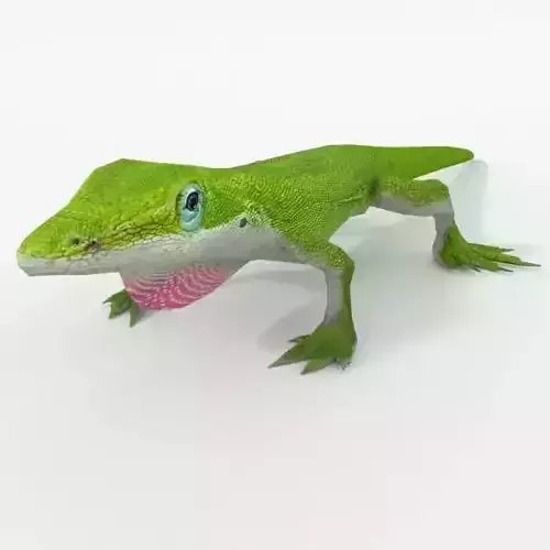 Anole Lizard  - Carolina anole Low-poly 3D model