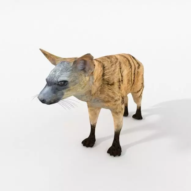 Aardwolf hyena Low-poly 3D model_0
