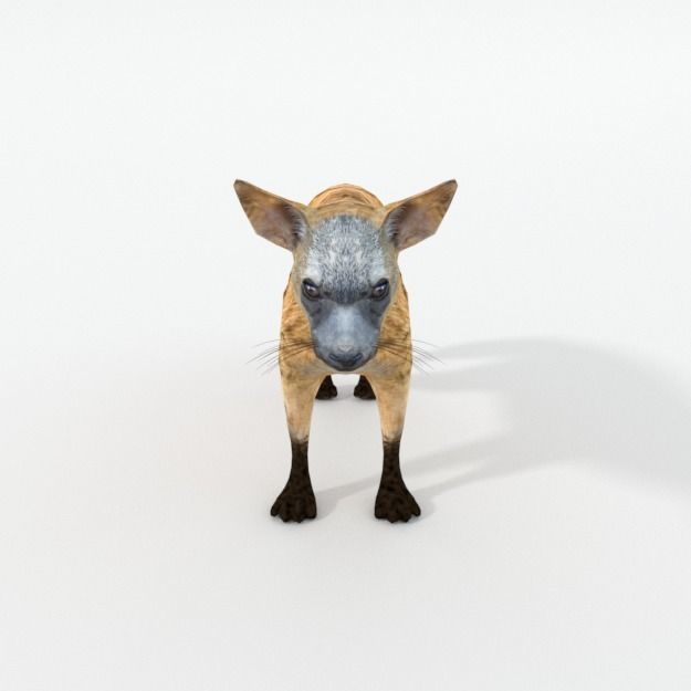 Aardwolf hyena Low-poly 3D model_2