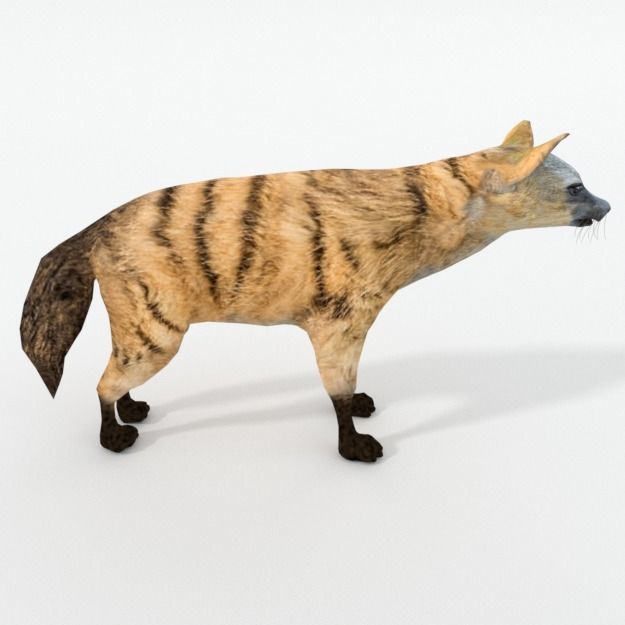 Aardwolf hyena Low-poly 3D model_3
