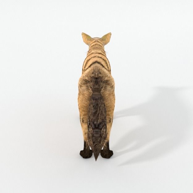 Aardwolf hyena Low-poly 3D model_1