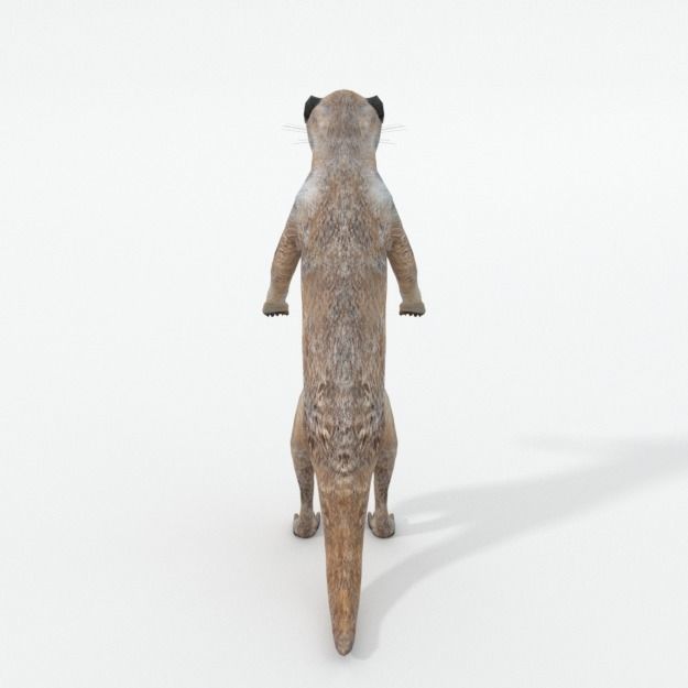 Meerkat Low-poly 3D model_1