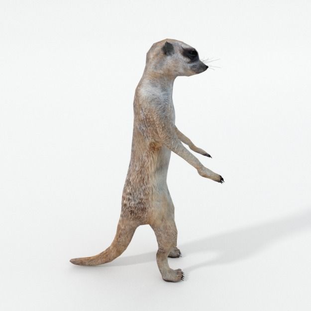 Meerkat Low-poly 3D model_3
