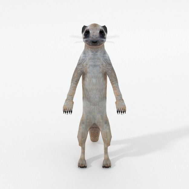 Meerkat Low-poly 3D model_2