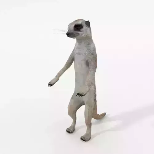 Meerkat Low-poly 3D model